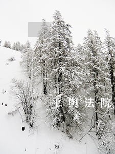 平舆法院陈凤伟现在资务