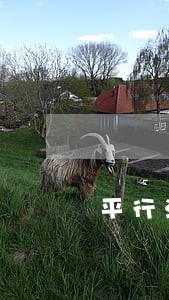 平行法律关系 平行法律关系