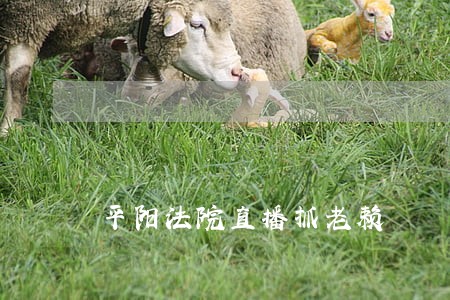平阳法院直播抓老赖 平阳法院直播抓老赖