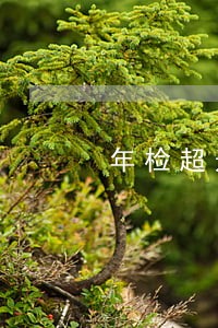 年检超过多久算逾期1天 年检超过多久算逾期1天