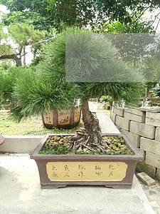 年检连续2次逾期未办理