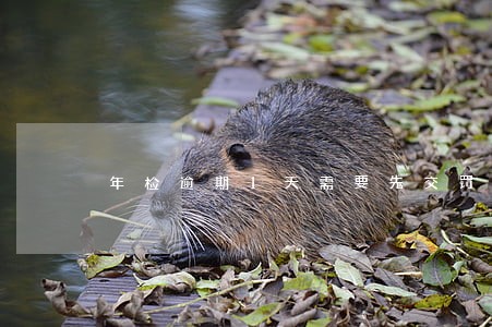 年检逾期1天需要先交罚款吗 年检逾期1天需要先交罚款吗