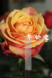 年检逾期车辆能在123上办理吗 年检逾期车辆能在123上办理吗