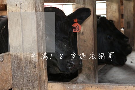 年满18岁违法犯罪 年满18岁违法犯罪