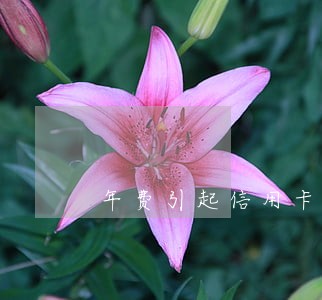 年费引起信用卡逾期怎么消除 年费引起信用卡逾期怎么消除