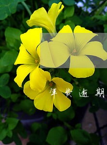 年费逾期3次可以开证明吗 年费逾期3次可以开证明吗