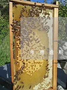 年费逾期影响信用嘛