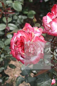 年龄大可以不追究法律责任吗 年龄大可以不追究法律责任吗