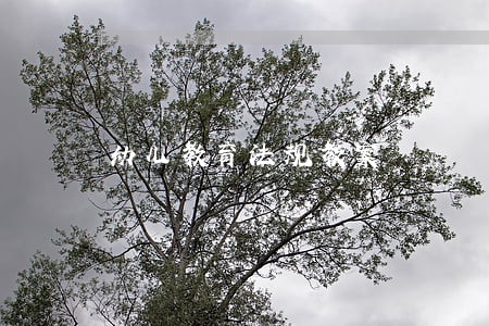 幼儿教育法规教案 幼儿教育法规教案