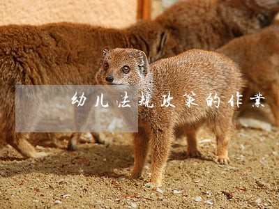 幼儿法规政策的作业 幼儿法规政策的作业