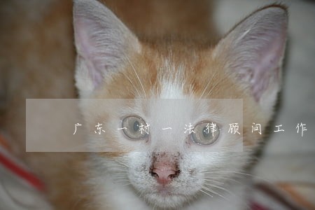 广东一村一法律顾问工作 广东一村一法律顾问工作