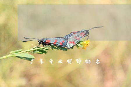 广东专业律师排名 广东专业律师排名