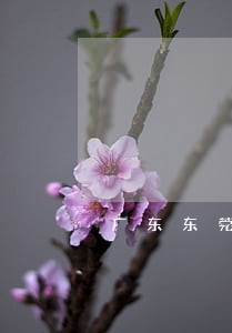 广东东莞法院创立新型独立合议庭 广东东莞法院创立新型独立合议庭
