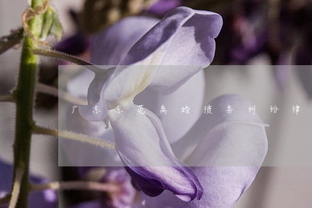 广东东莞离婚债务纠纷律师哪个好 广东东莞离婚债务纠纷律师哪个好