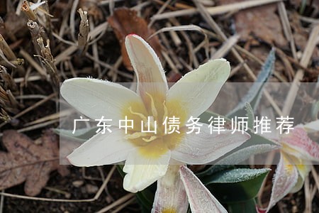广东中山债务律师推荐 广东中山债务律师推荐