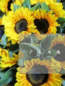 广东交通违法或将与个人信用挂钩 广东交通违法或将与个人信用挂钩