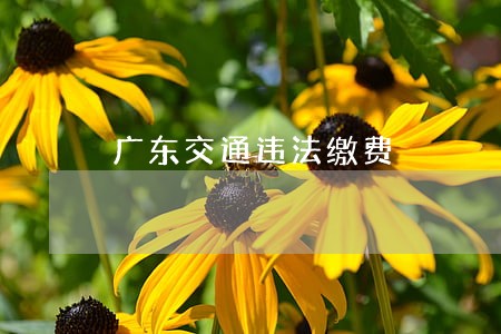 广东交通违法缴费 广东交通违法缴费