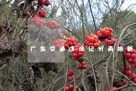 广东交通违法记分再施新政 广东交通违法记分再施新政
