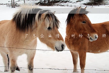 广东企业借贷纠纷怎么样诉讼 广东企业借贷纠纷怎么样诉讼