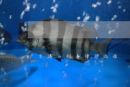 广东佛山刑事律师选谁 广东佛山刑事律师选谁