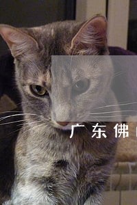 广东佛山曾铭祥律师 广东佛山曾铭祥律师