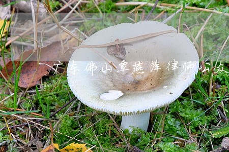 广东佛山覃燕萍律师公众评价 广东佛山覃燕萍律师公众评价