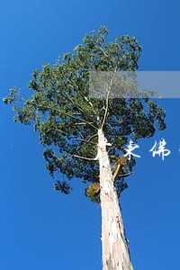 广东佛山麦智宁律师律师介绍 广东佛山麦智宁律师律师介绍