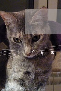 广东信用卡法律咨询