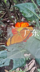 广东债务律师咨询电话 广东债务律师咨询电话