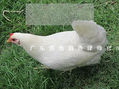 广东债务调查律师官司 广东债务调查律师官司