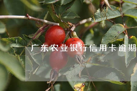 广东农业银行信用卡逾期三天 广东农业银行信用卡逾期三天