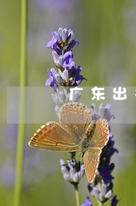 广东出名房产律师排名 广东出名房产律师排名