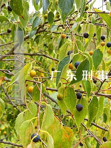 广东刑事案件法律咨询 广东刑事案件法律咨询