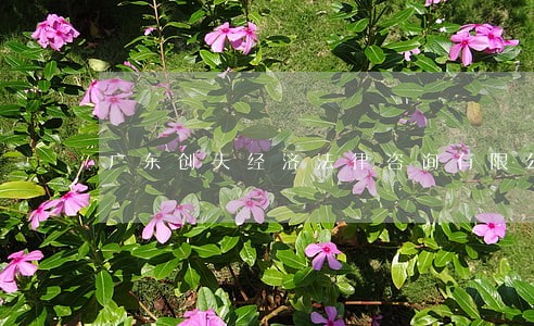 广东创天经济法律咨询有限公司 广东创天经济法律咨询有限公司