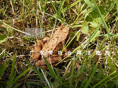 广东劳动合同法陪产 广东劳动合同法陪产