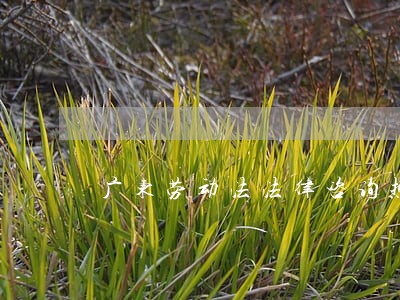 广东劳动法法律咨询热线 广东劳动法法律咨询热线