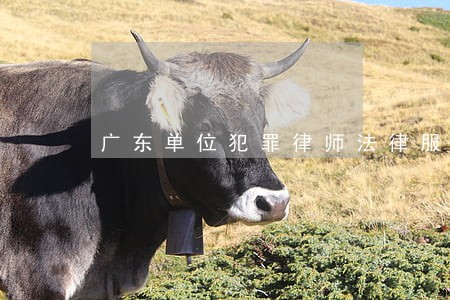 广东单位犯罪律师法律服务 广东单位犯罪律师法律服务