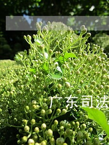 广东司法党外干部