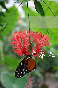 广东在线法律顾问案例 广东在线法律顾问案例