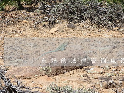 广东好的法律咨询电话 广东好的法律咨询电话