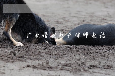 广东婚姻财产律师电话