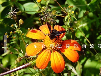 广东官司法律咨询流程 广东官司法律咨询流程