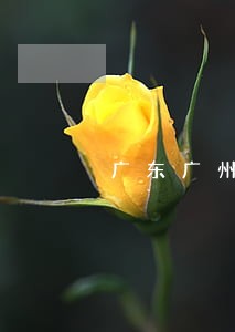 广东广州从化债务诉讼律师 广东广州从化债务诉讼律师