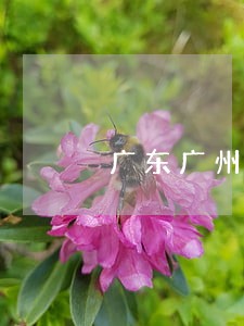 广东广州债务处理律师排行 广东广州债务处理律师排行