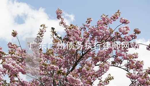广东广州债务执行律师网站 广东广州债务执行律师网站