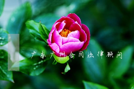 广东广州合同法律顾问 广东广州合同法律顾问