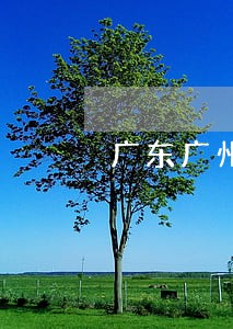 广东广州天河房产律师团 广东广州天河房产律师团