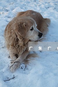 广东广州拘留辩护律师收费 广东广州拘留辩护律师收费