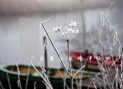广东廉江离婚律师哪个好 广东廉江离婚律师哪个好