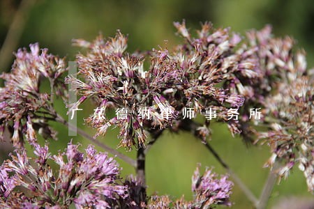 广东德纳律师事务所 广东德纳律师事务所